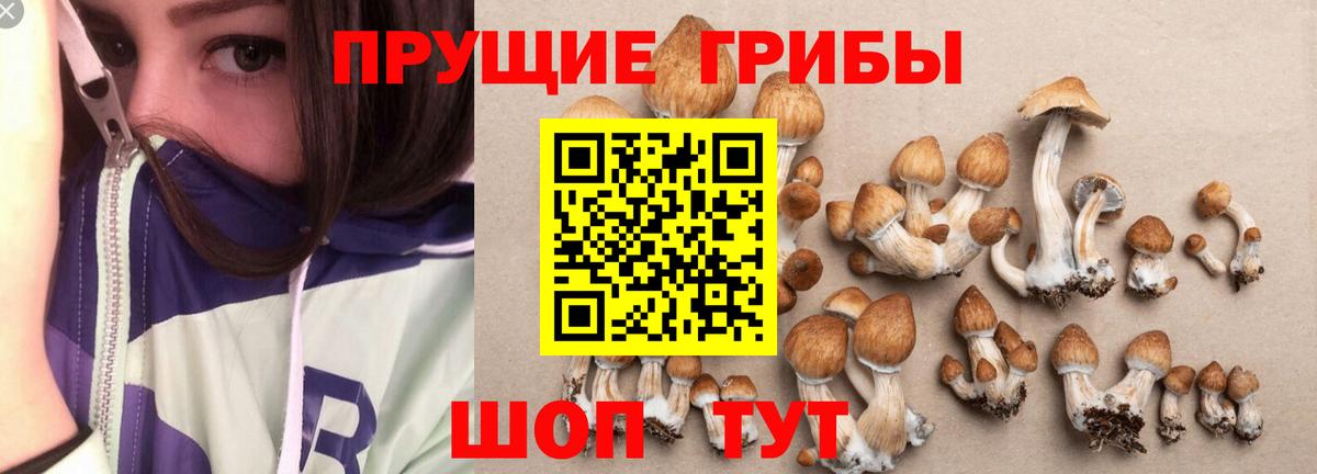 Псилоцибиновые грибы Psilocybine cubensis  Псилоцибиновые грибы мухоморы  Вход с VPN  Истра 